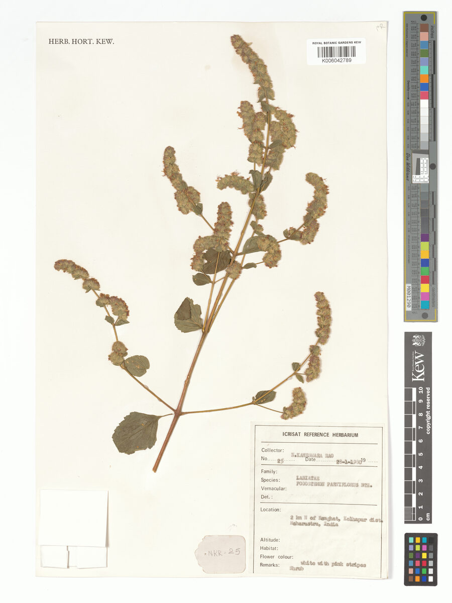 Pogostemon parviflorus (Phangla) — photo