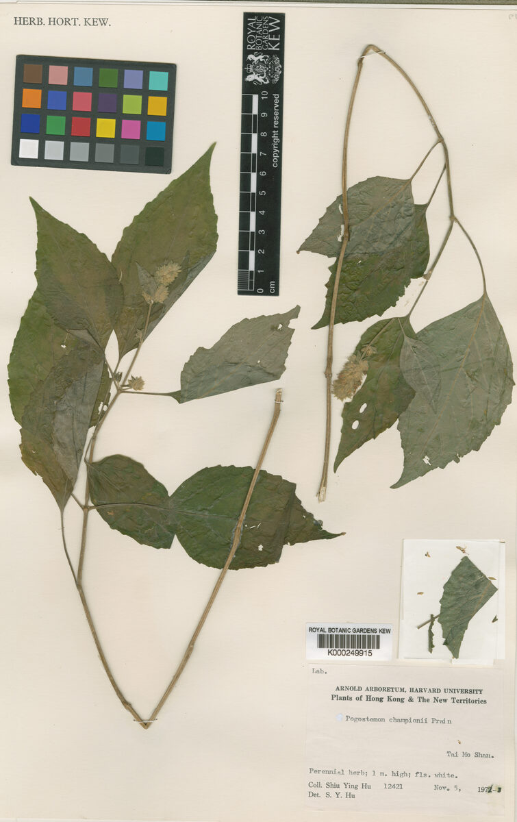 Pogostemon parviflorus (Phangla) — photo