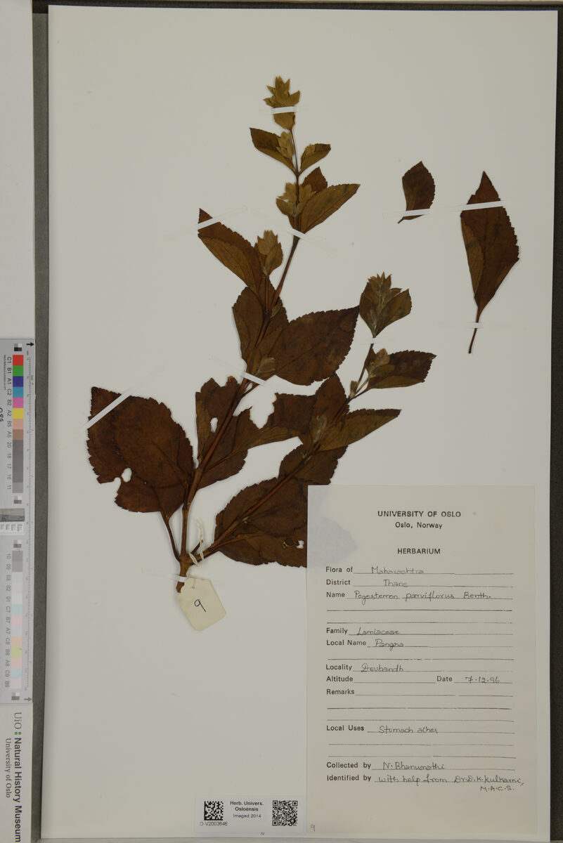 Pogostemon parviflorus