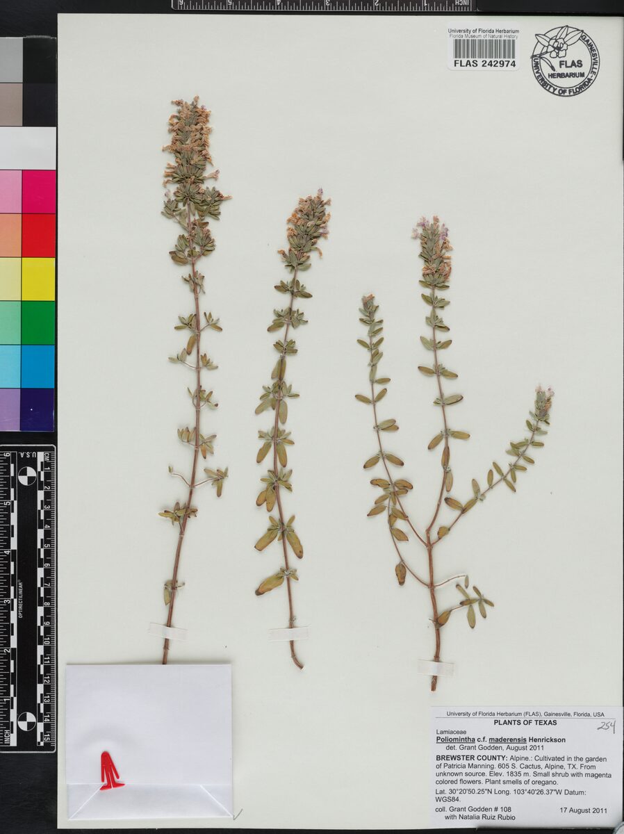 Poliomintha maderensis (Lavender spice) — photo