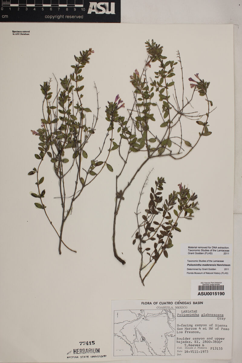 Poliomintha maderensis (Lavender spice) — photo