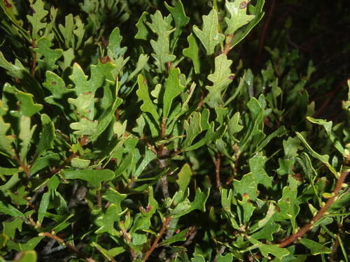 Pollichia campestris (Waxberry) — photo