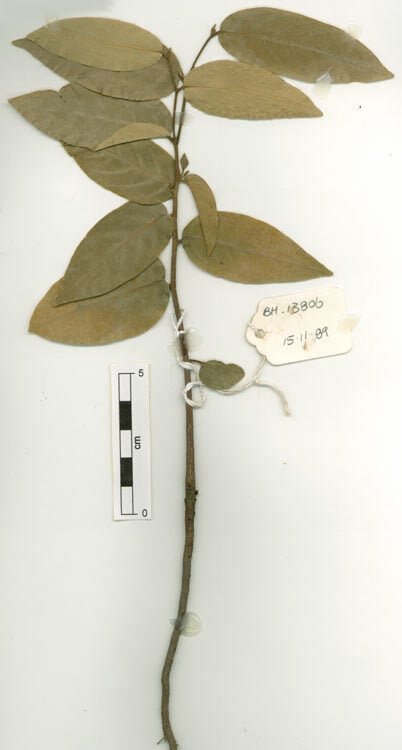 Polyalthia australis