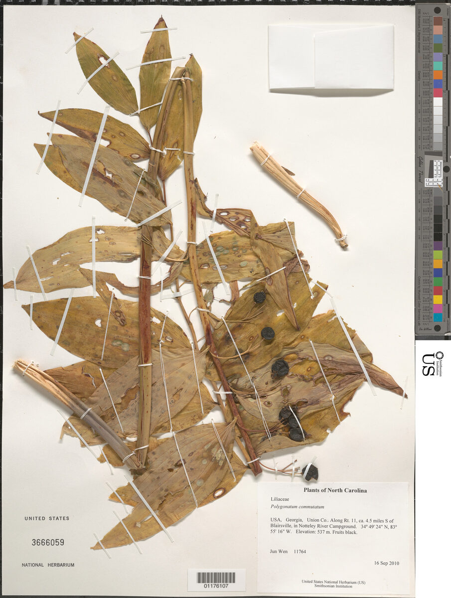 Polygonatum commutatum - (Schultz.)Dietr. (King Solomon's Seal) — photo