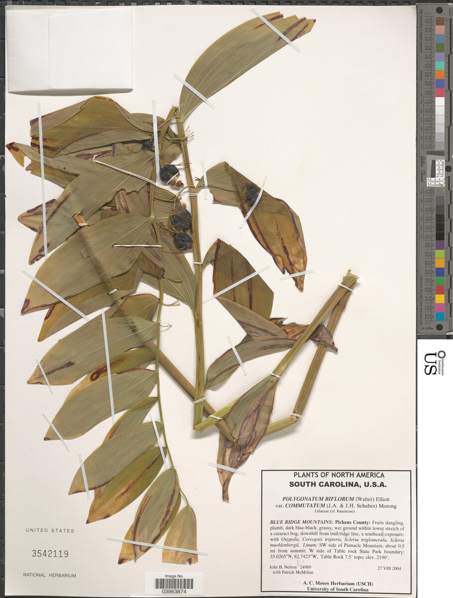 Polygonatum commutatum - (Schultz.)Dietr. (King Solomon's Seal) — photo