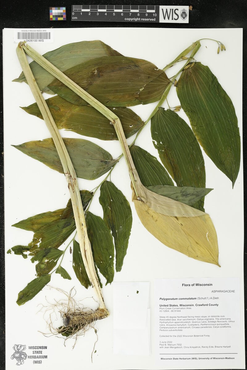 Polygonatum commutatum - (Schultz.)Dietr.