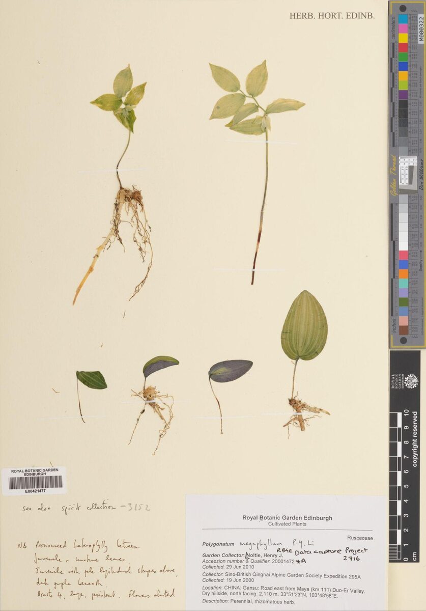 Polygonatum megaphyllum — photo