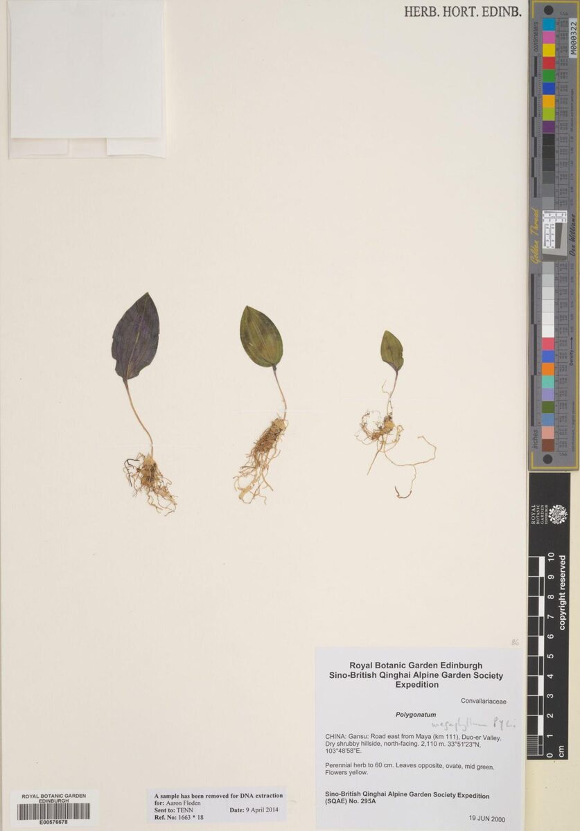 Polygonatum megaphyllum