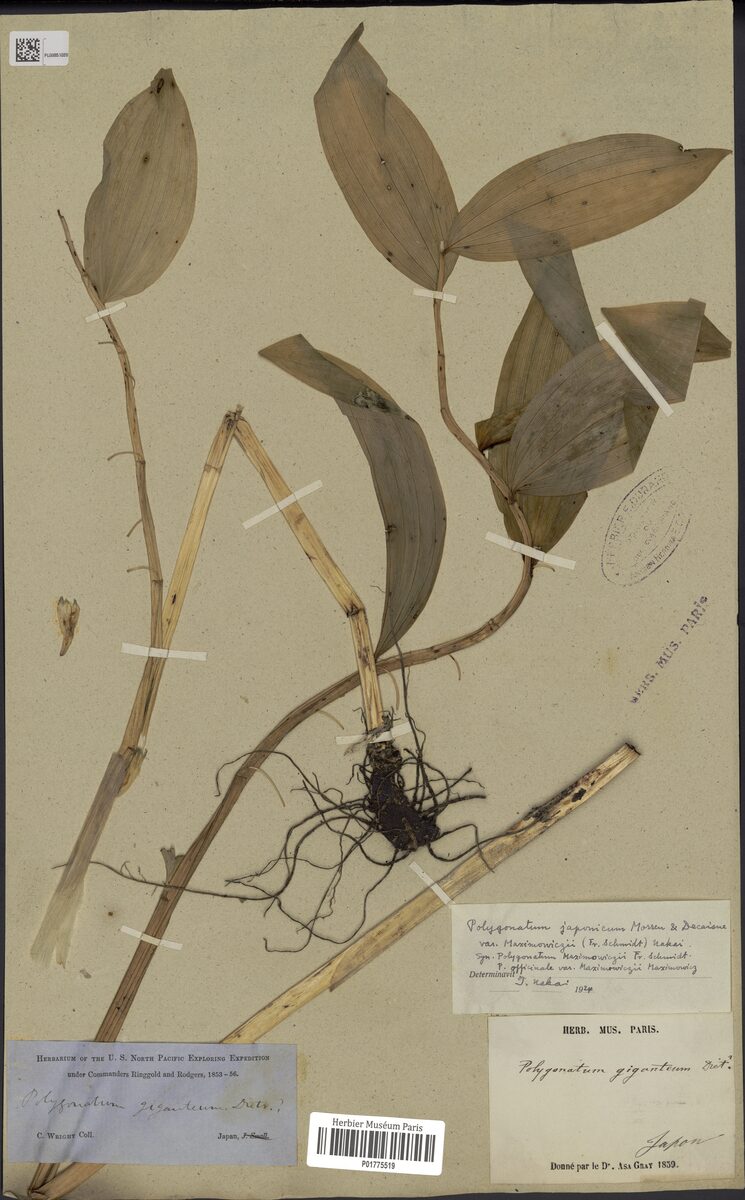 Polygonatum odoratum thunbergii - (C.Morris.&Decne.)Hara.