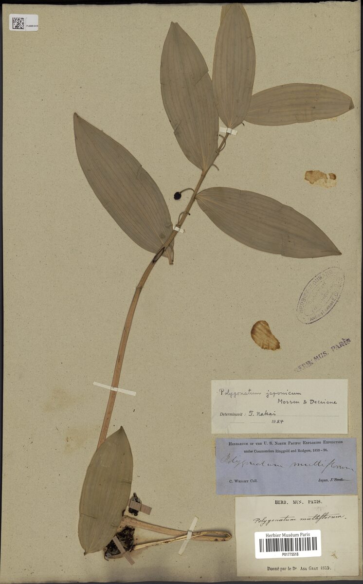 Polygonatum odoratum thunbergii - (C.Morris.&Decne.)Hara. — photo