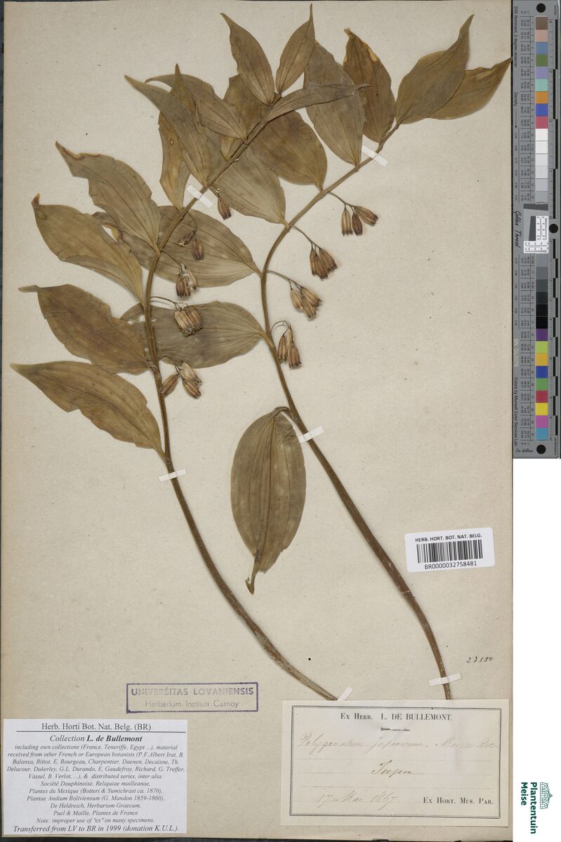 Polygonatum odoratum thunbergii - (C.Morris.&Decne.)Hara. — photo