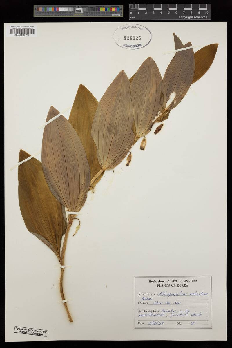 Polygonatum robustum