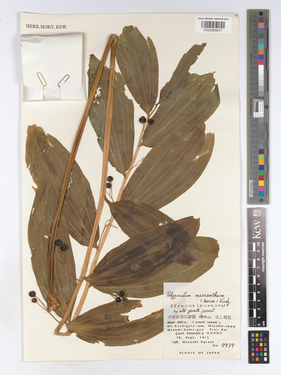 Polygonatum stenanthum (O-Naruko-Yuri) — photo