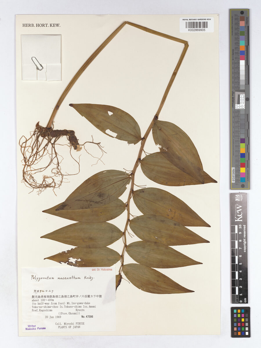 Polygonatum stenanthum (O-Naruko-Yuri) — photo