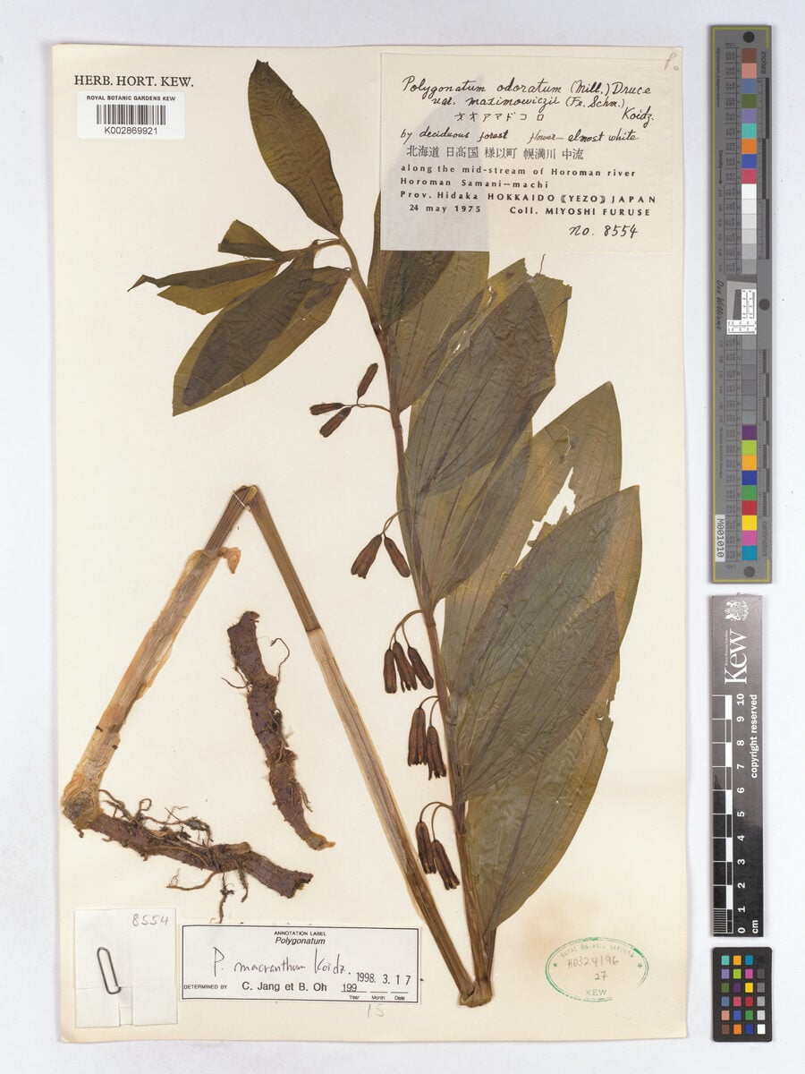 Polygonatum stenanthum