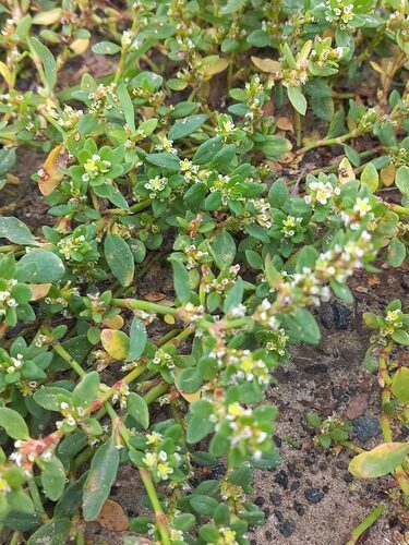 Polygonum arenastrum (Small-Leaved Knotweed) — photo