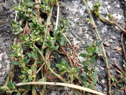 Polygonum arenastrum (Small-Leaved Knotweed) — photo