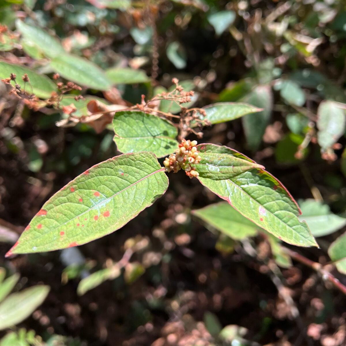 Polygonum auriculatum