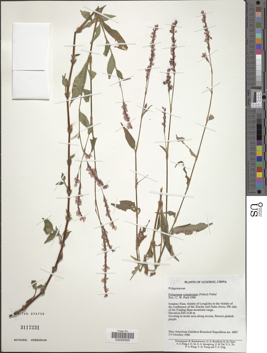 Polygonum conspicuum