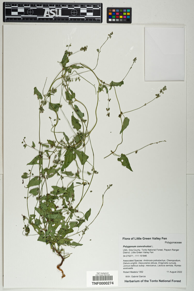 Polygonum convolvulus (Black Bindweed) — photo