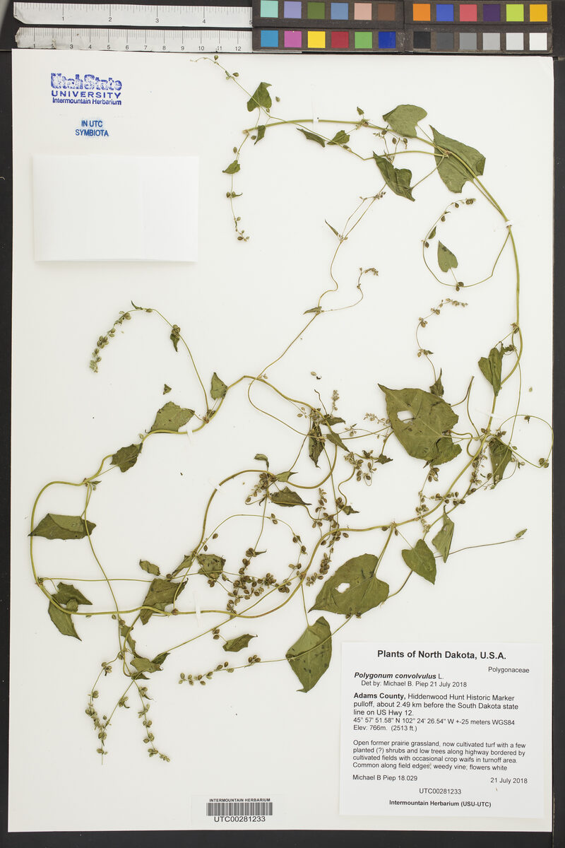 Polygonum convolvulus (Black Bindweed) — photo
