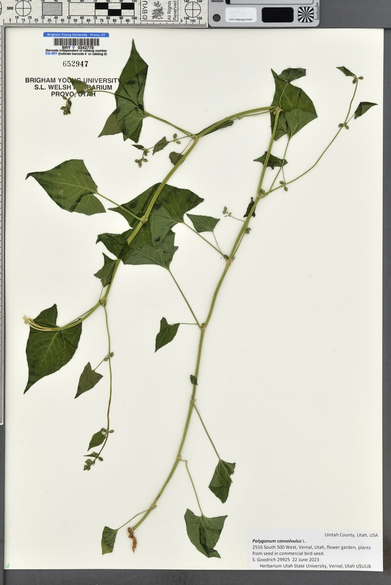Polygonum convolvulus