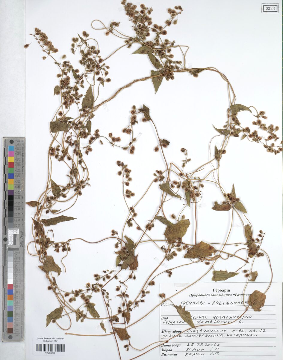 Polygonum dumetorum (Climbing false buckwheat) — photo
