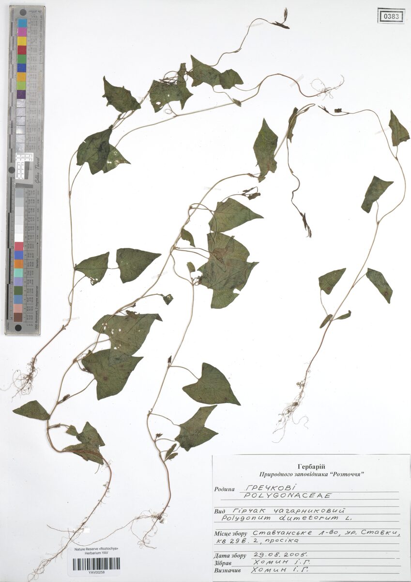 Polygonum dumetorum (Climbing false buckwheat) — photo