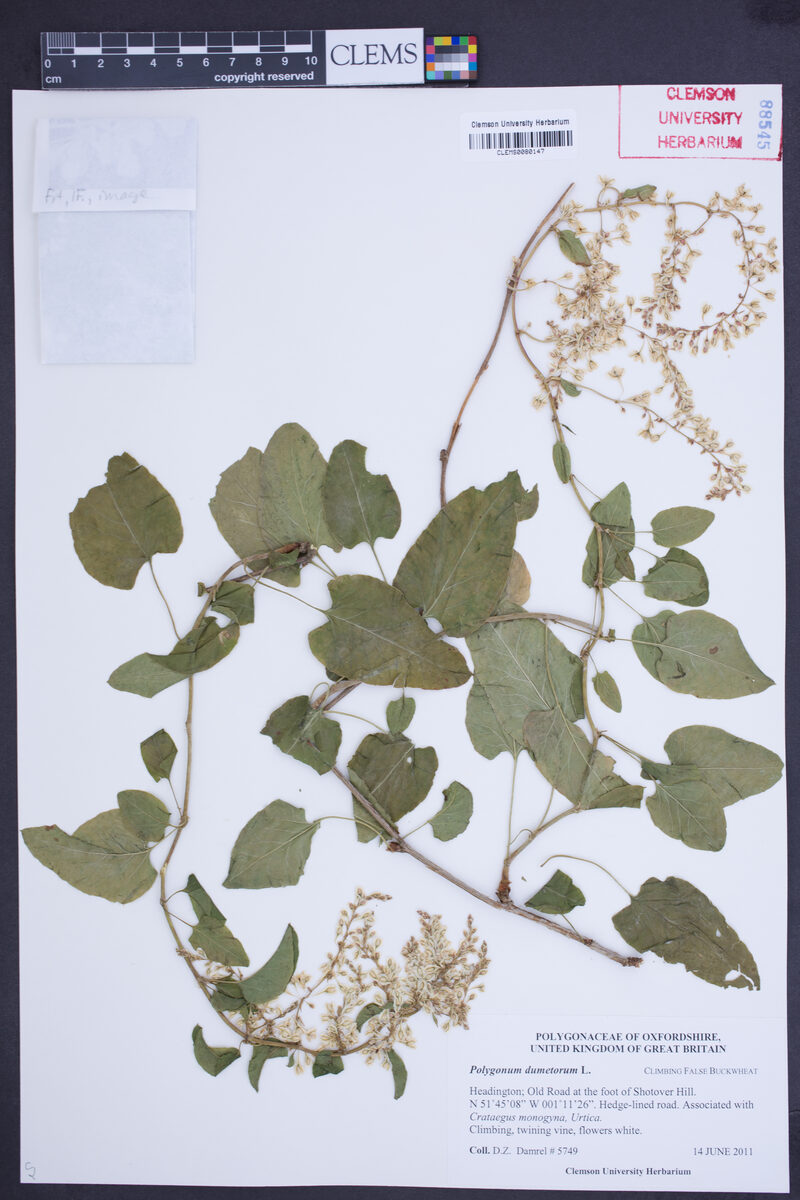 Polygonum dumetorum