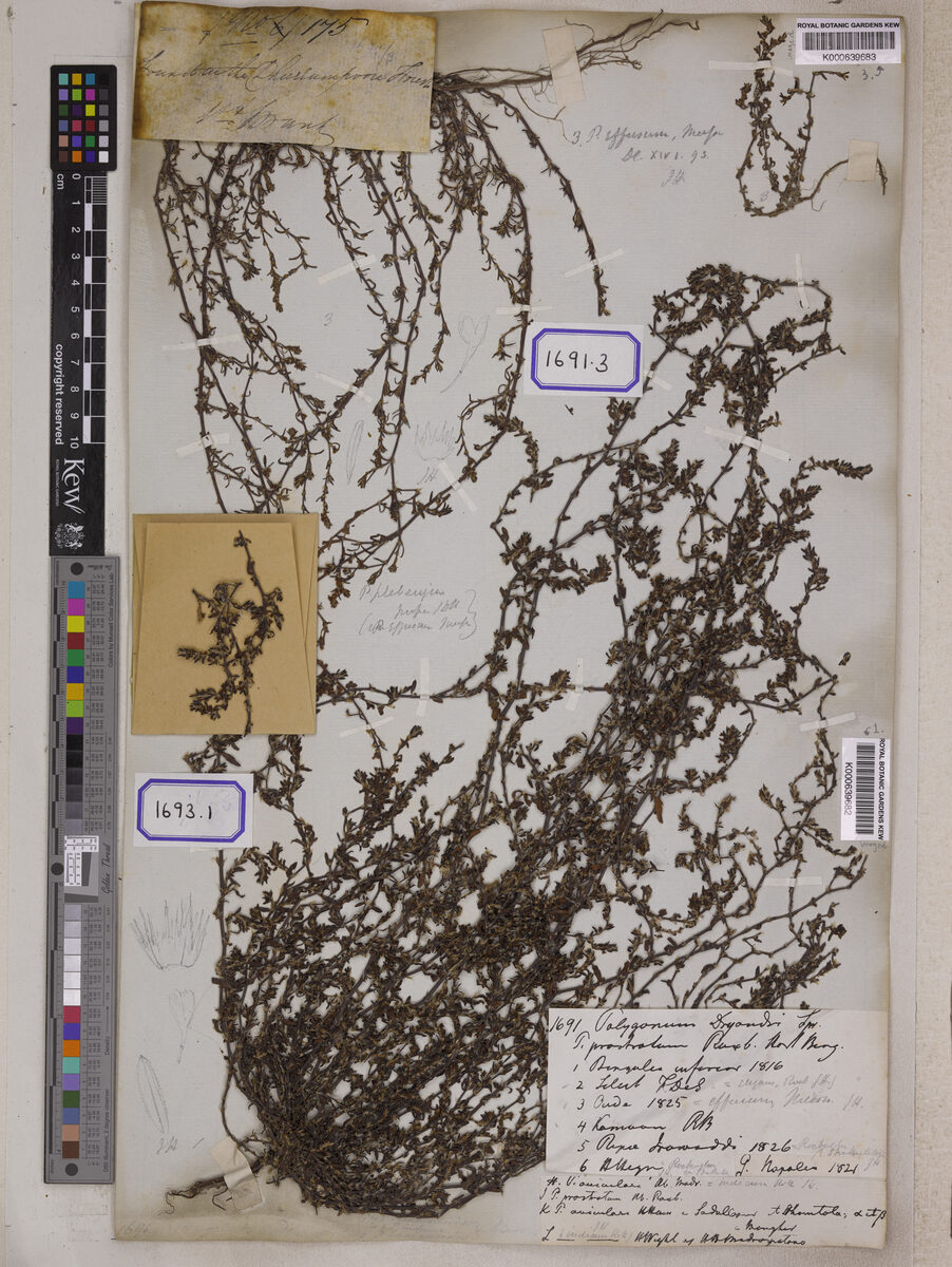 Polygonum effusum — photo