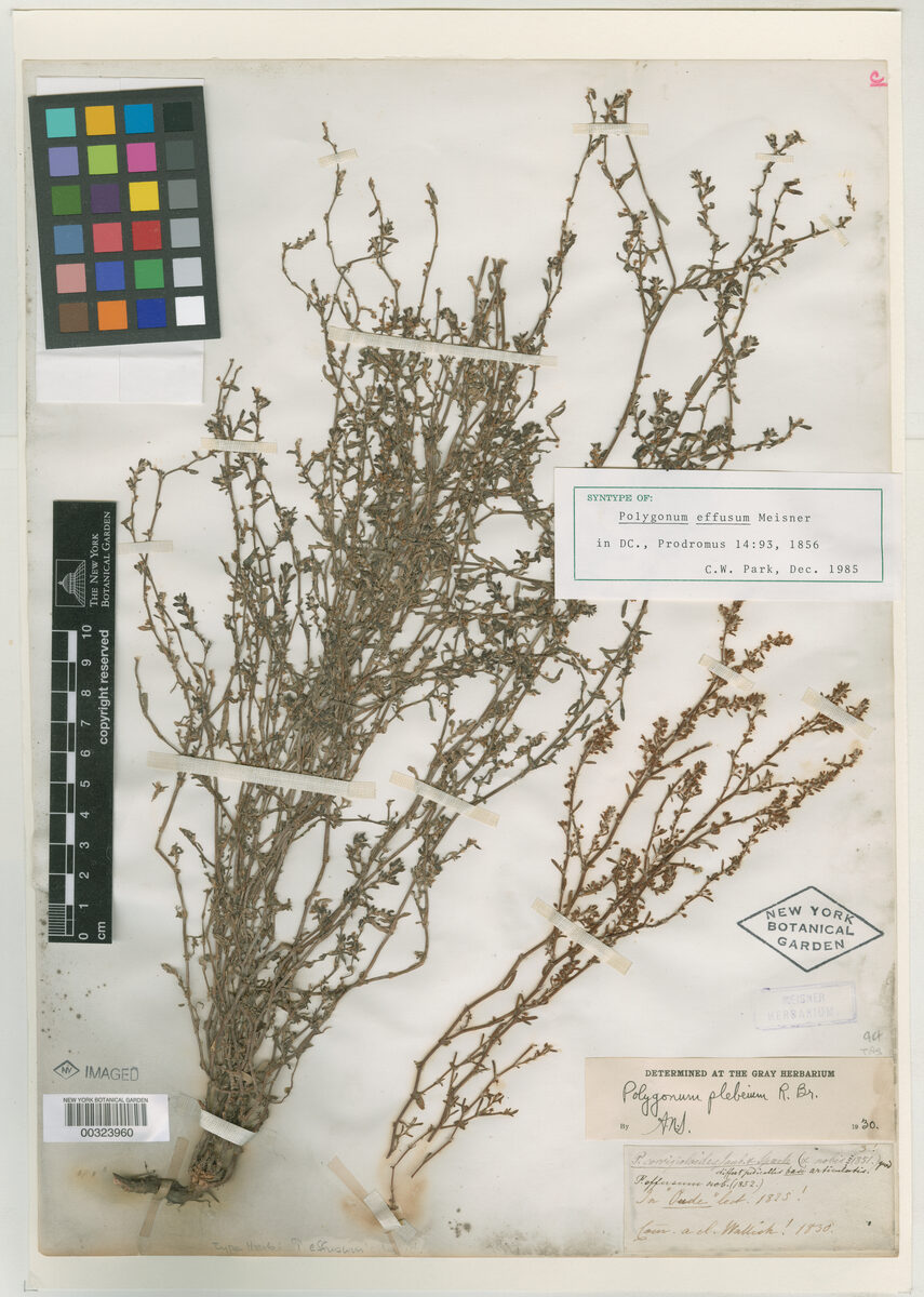 Polygonum effusum — photo