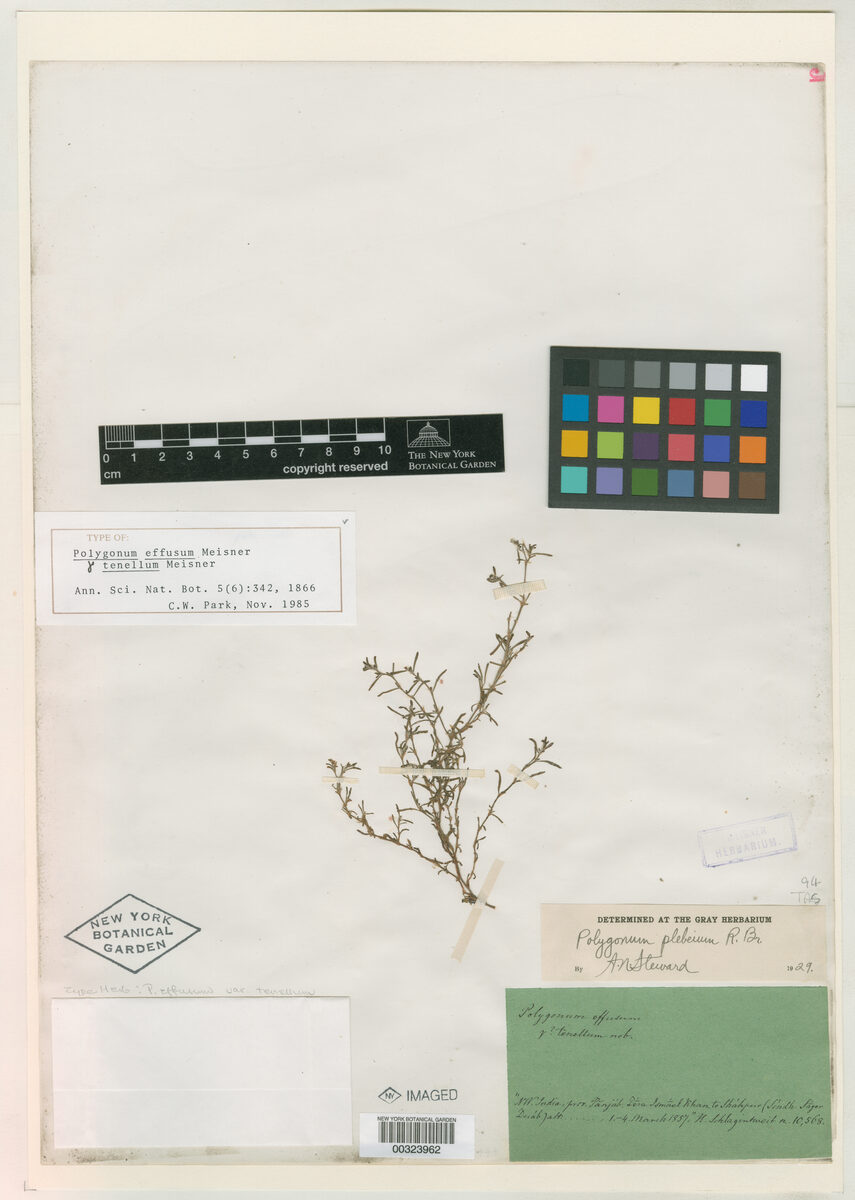 Polygonum effusum