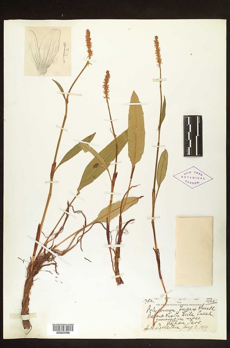 Polygonum fugax (Alpine Bistort) — photo
