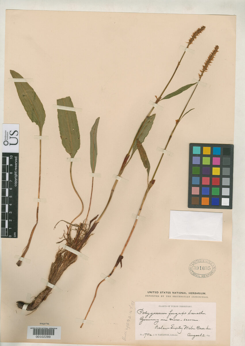 Polygonum fugax