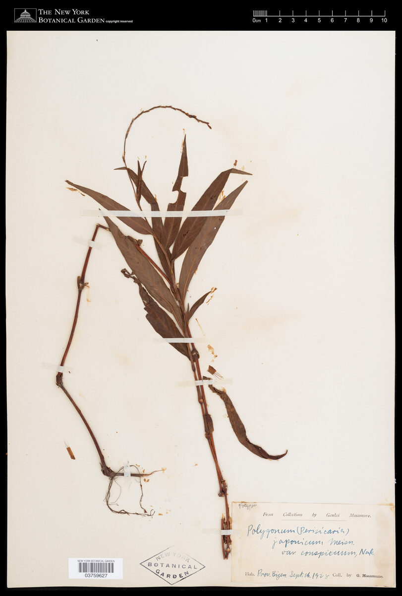 Polygonum japonicum var. conspicuum