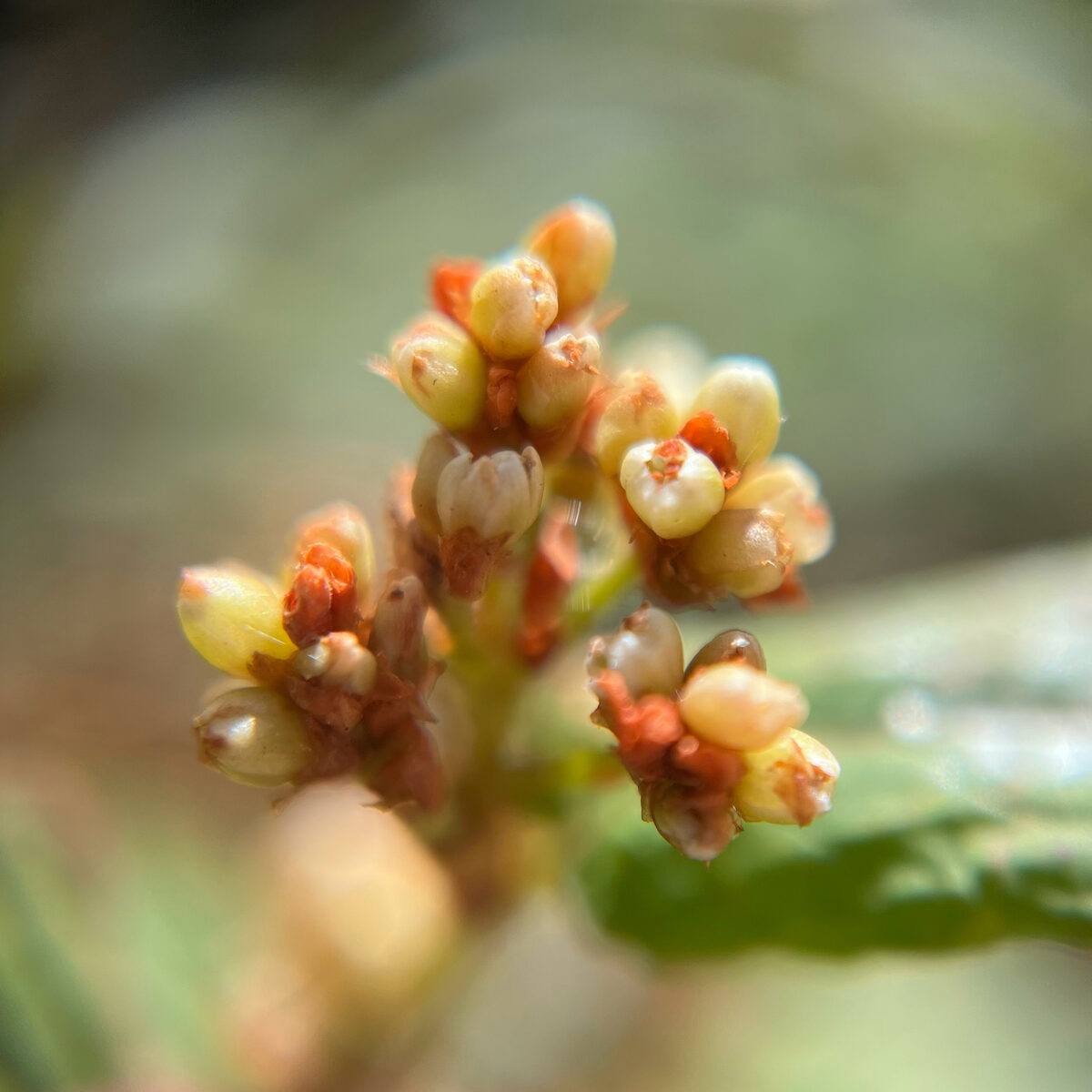 Polygonum lapathifolium (Curlytop Knotweed) — photo