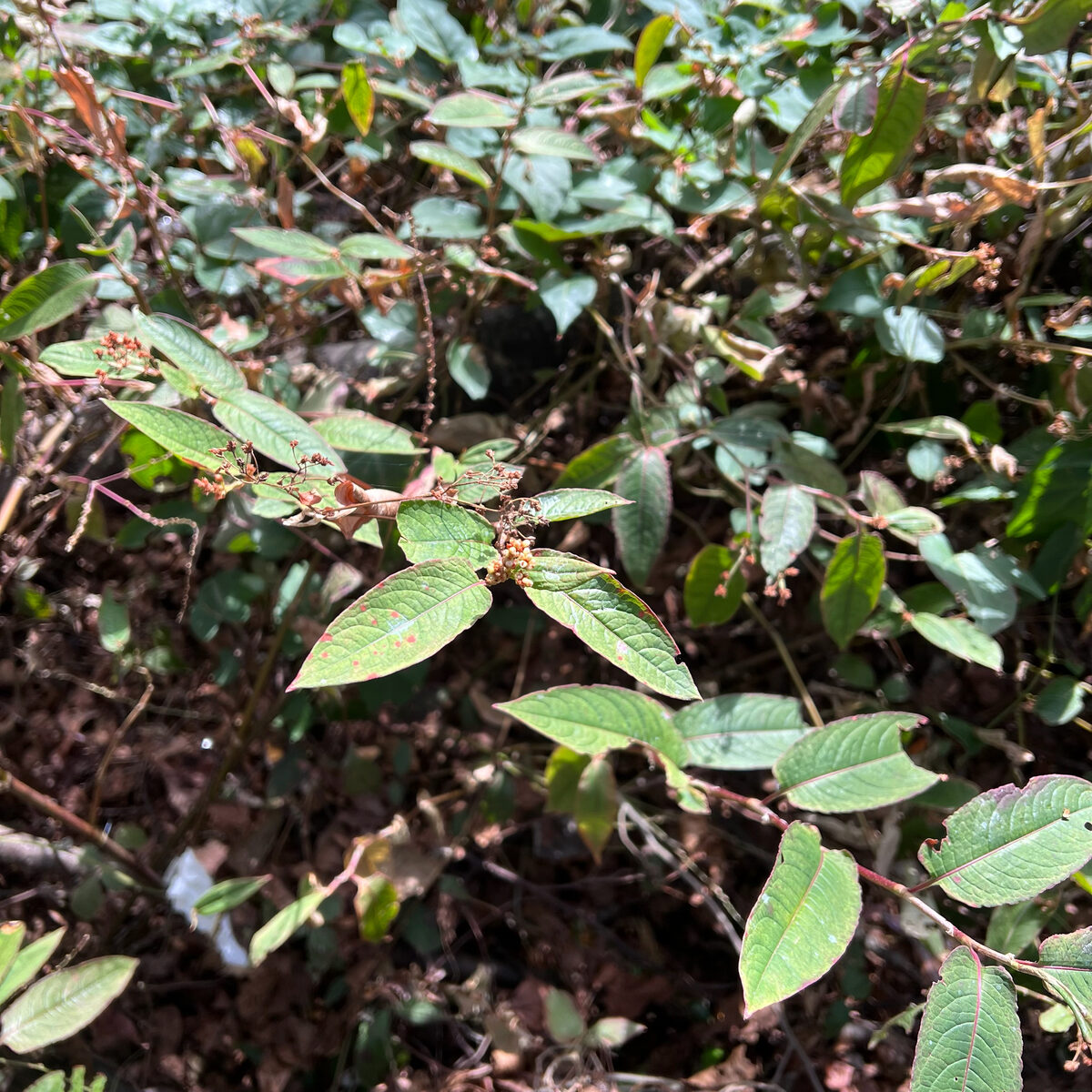Polygonum lapathifolium (Curlytop Knotweed) — photo