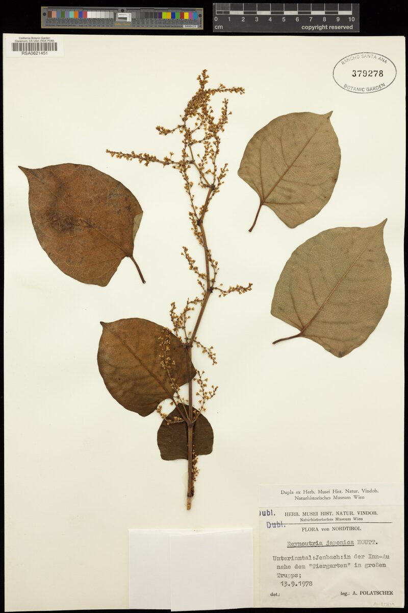 Polygonum limosum — photo