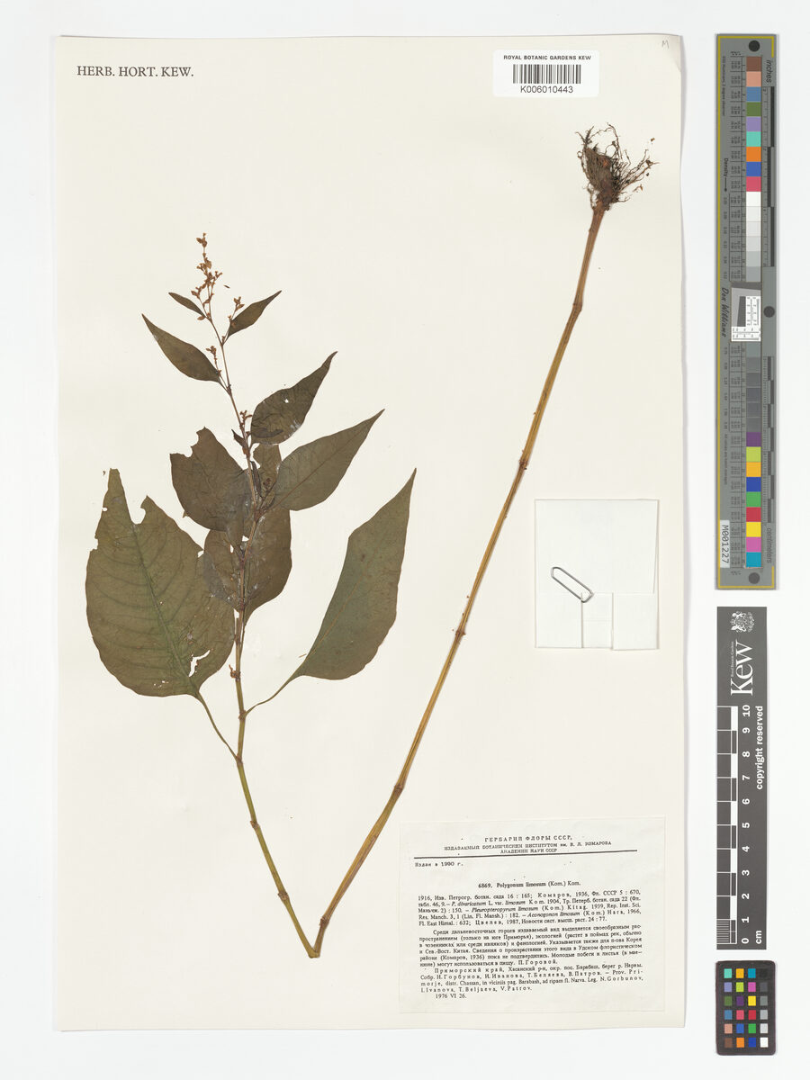 Polygonum limosum
