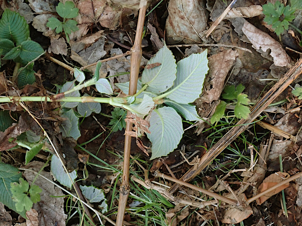 Polygonum molle — photo