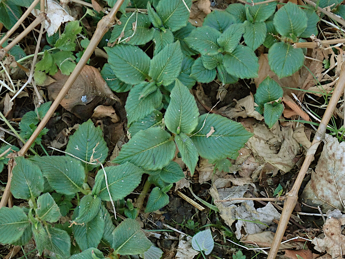 Polygonum molle — photo
