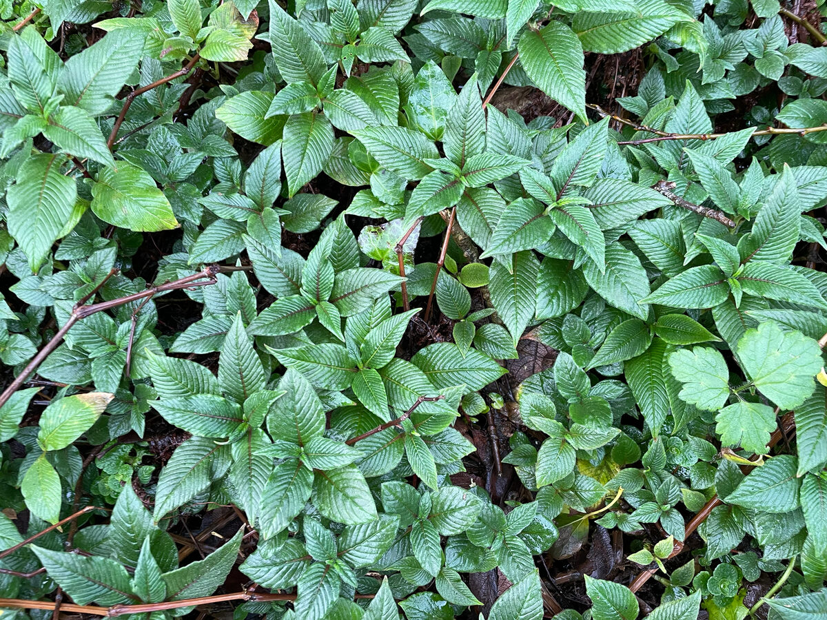 Polygonum molle