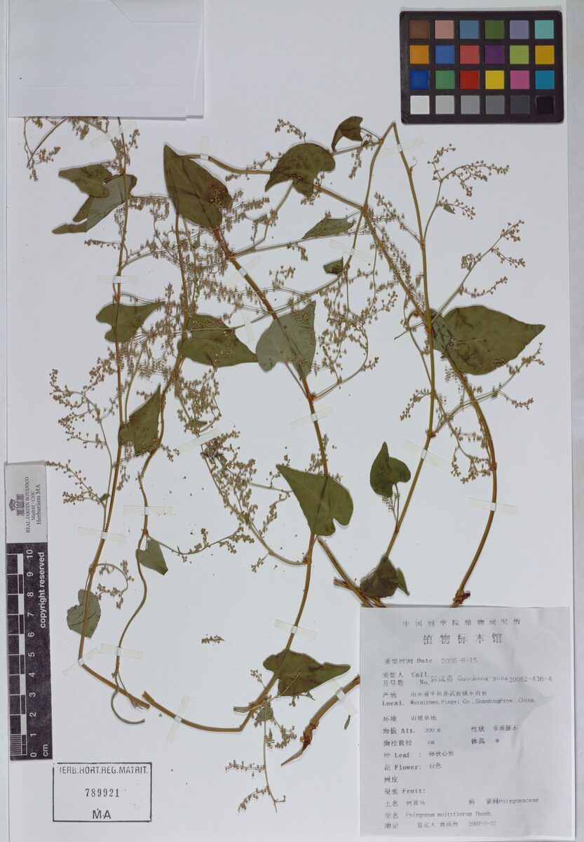 Polygonum multiflorum (He Shou Wu) — photo