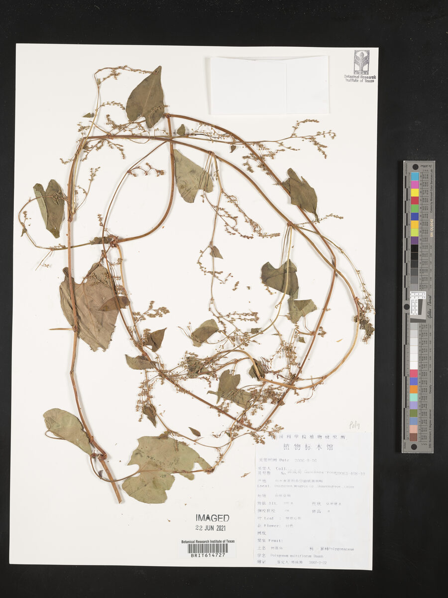 Polygonum multiflorum (He Shou Wu) — photo