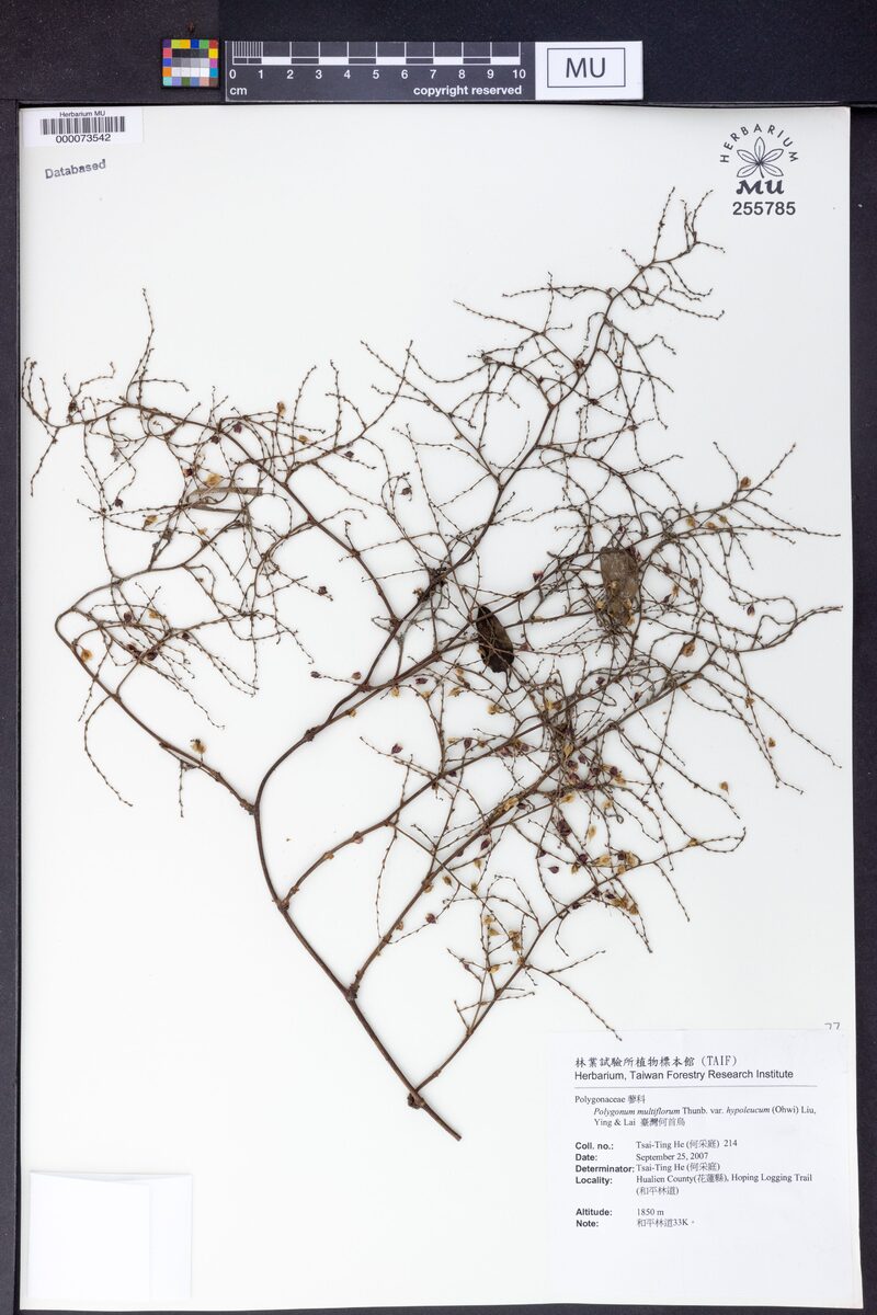Polygonum multiflorum