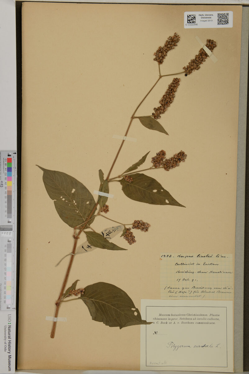 Polygonum orientale (Prince's Feather) — photo
