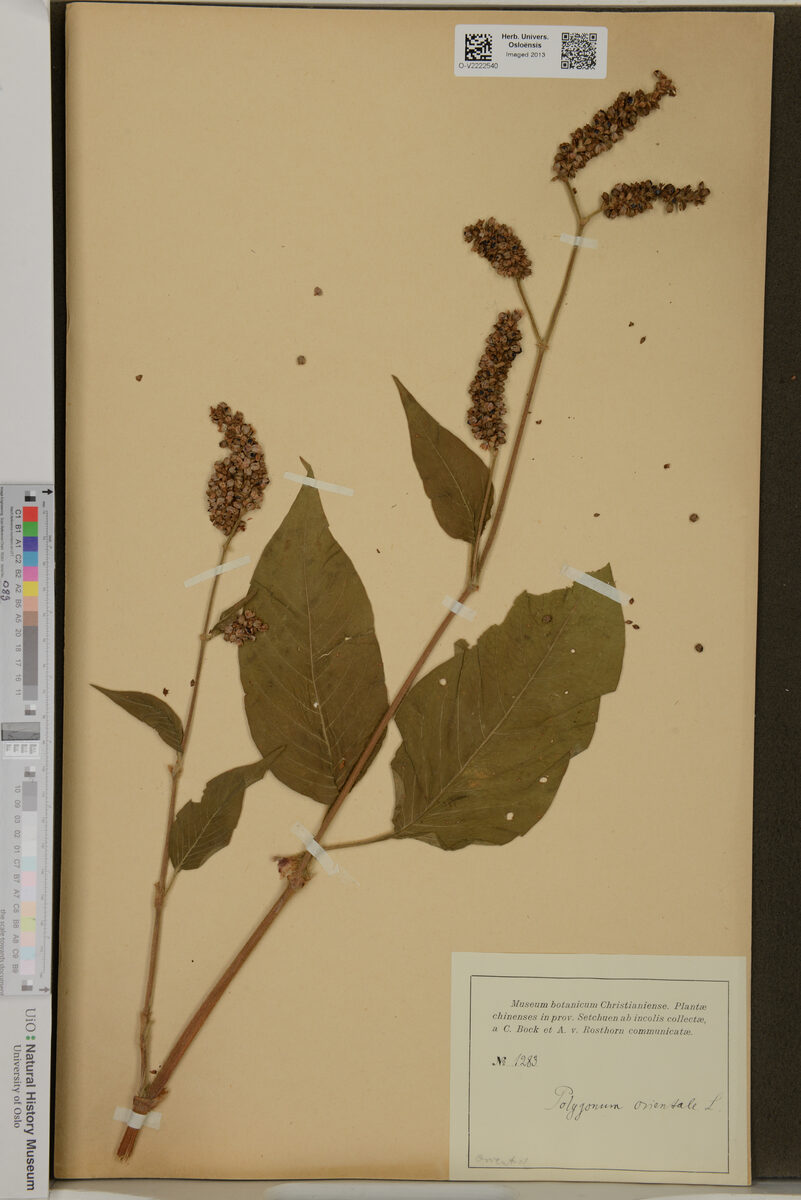 Polygonum orientale