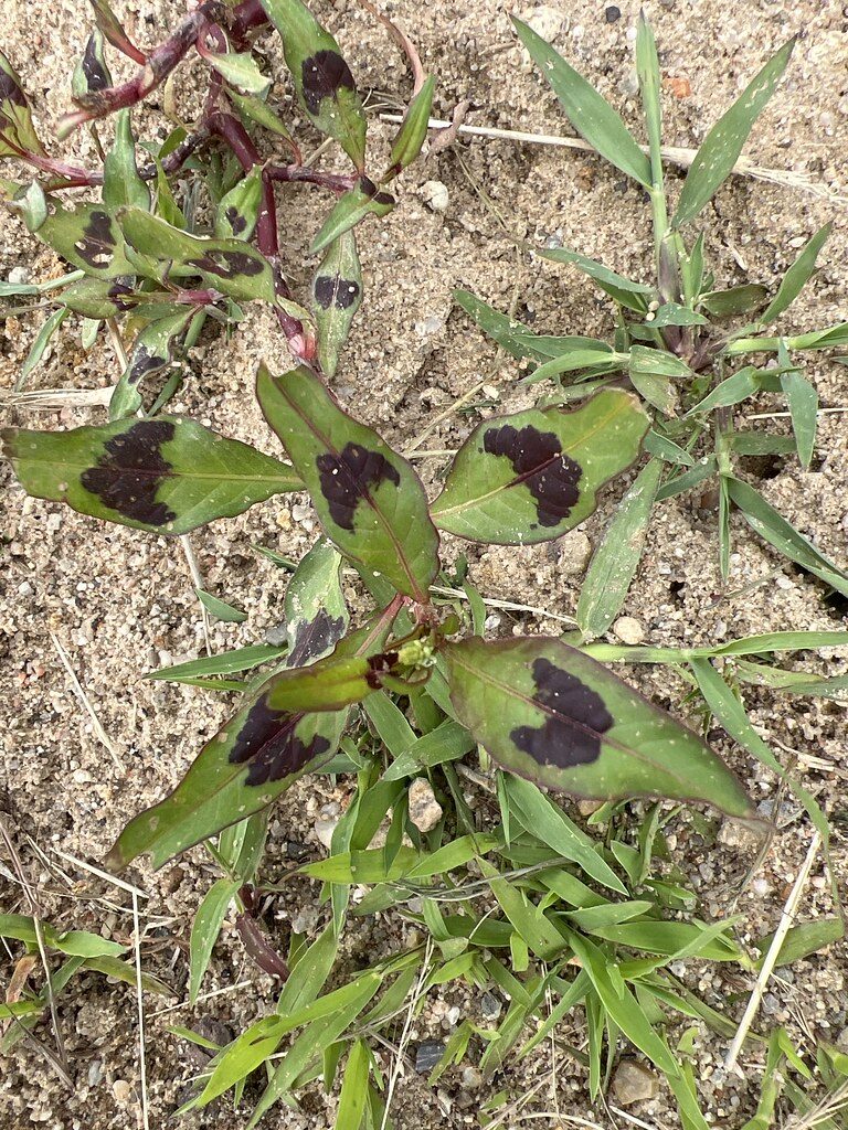 Polygonum persicaria (Red Leg) — photo