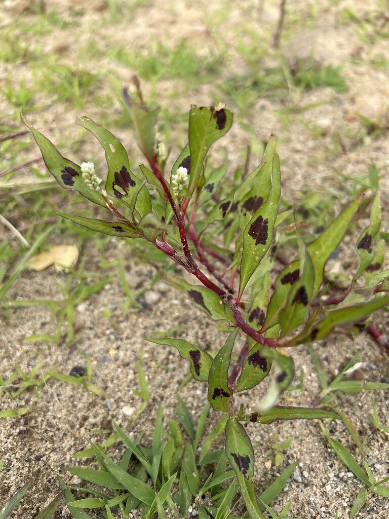 Polygonum persicaria (Red Leg) — photo