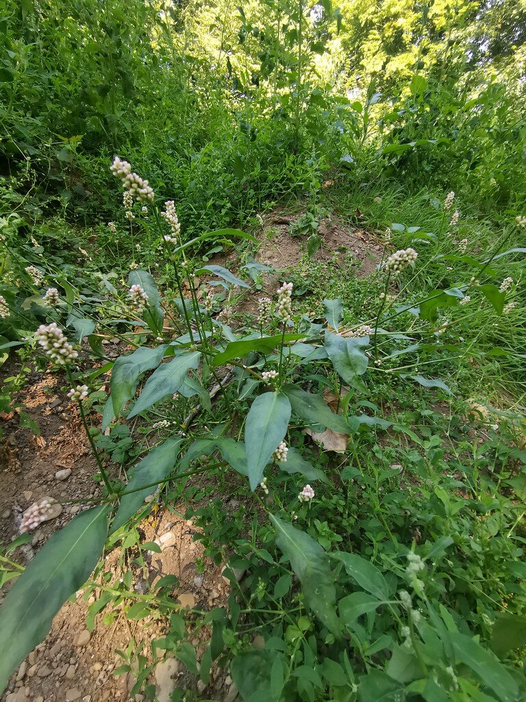 Polygonum persicaria